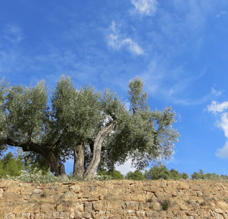 Sponsor an olive tree