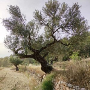 <i class="icon-heart-fa"></i> Apadrina l'Olivera 54. El Tossal