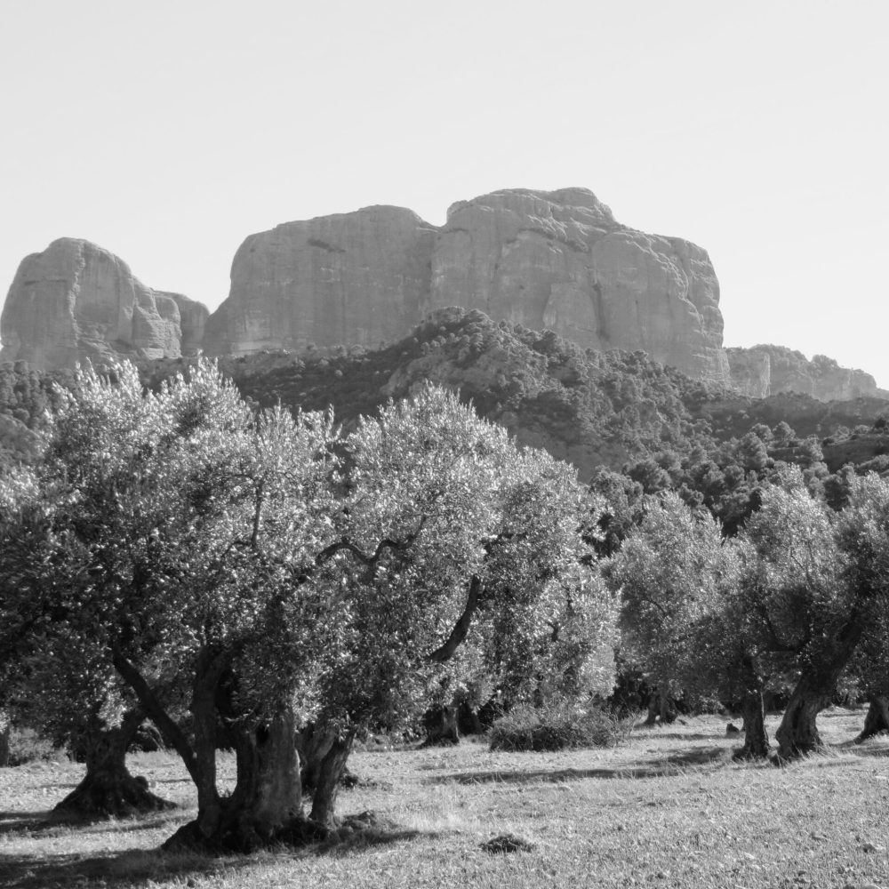 oliveres-als-ports oliveres-als-ports